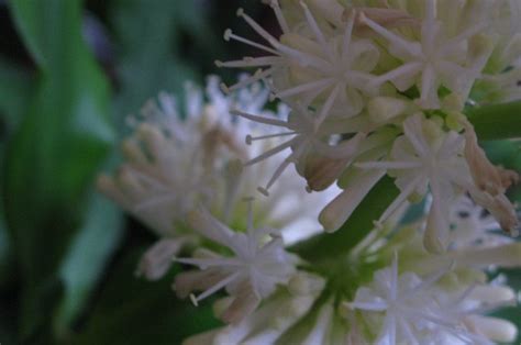 巴西鐵樹開花後如何處理|巴西鐵樹開花後怎麼處理（養殖）